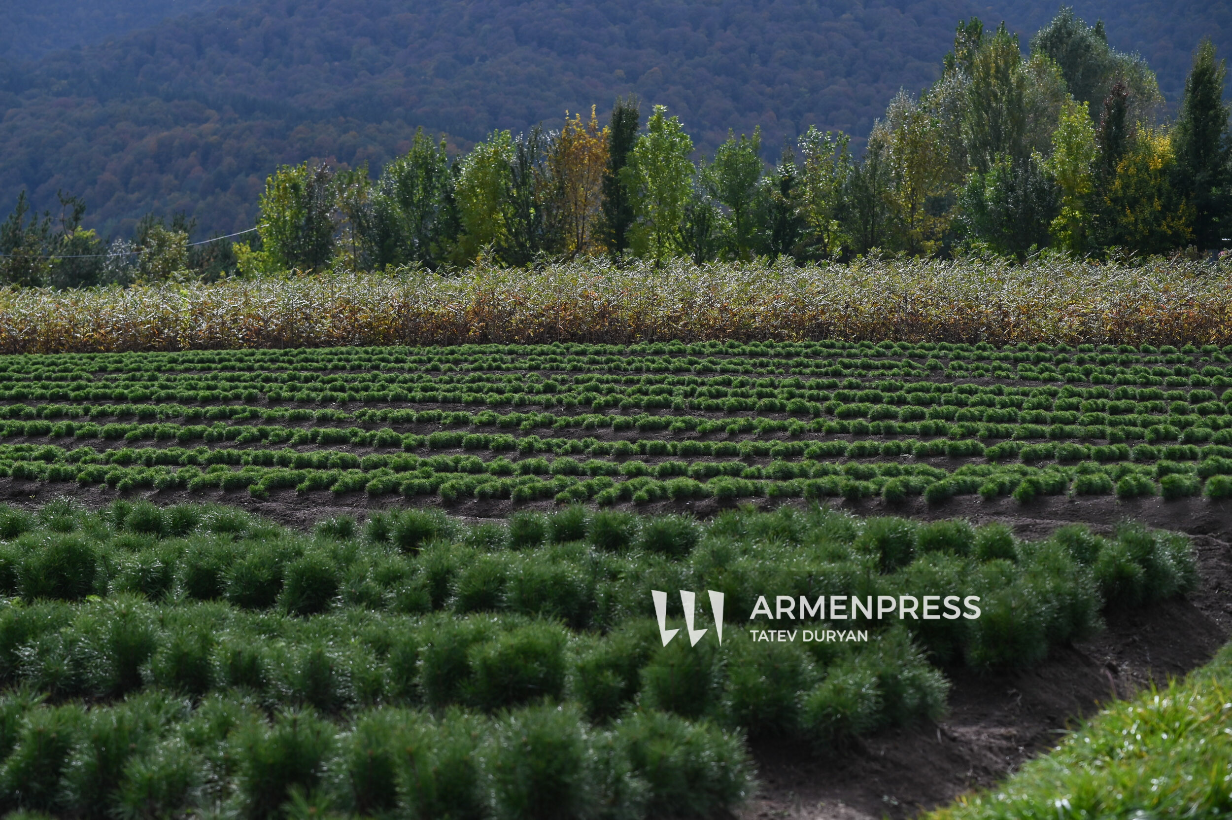 Armenia has several provinces in need of afforestation, ATP representative says